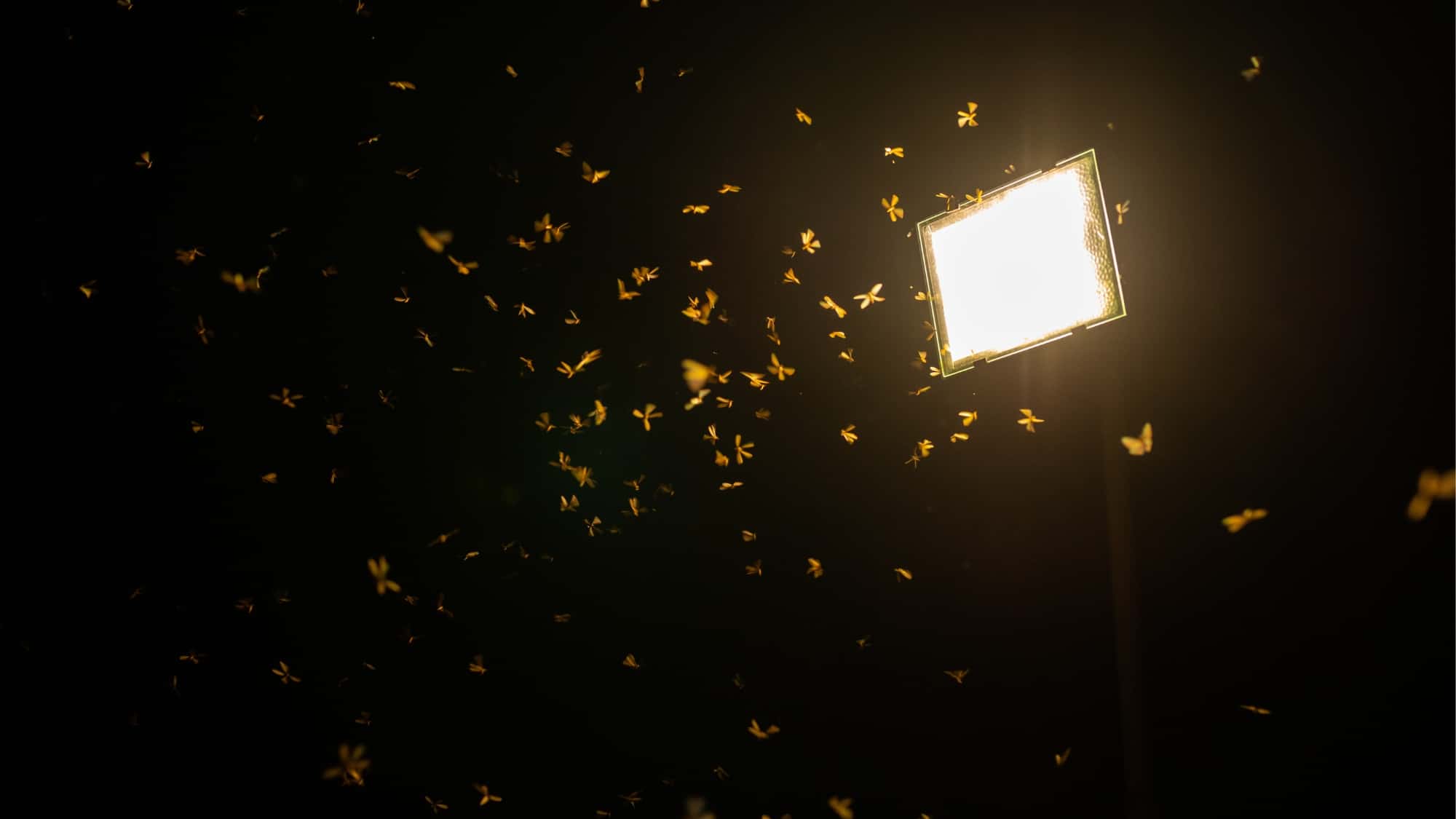 Forschungsprojekt-zur-Lichtverschmutzung-So-kann-k-nstliches-Licht-Insekten-retten