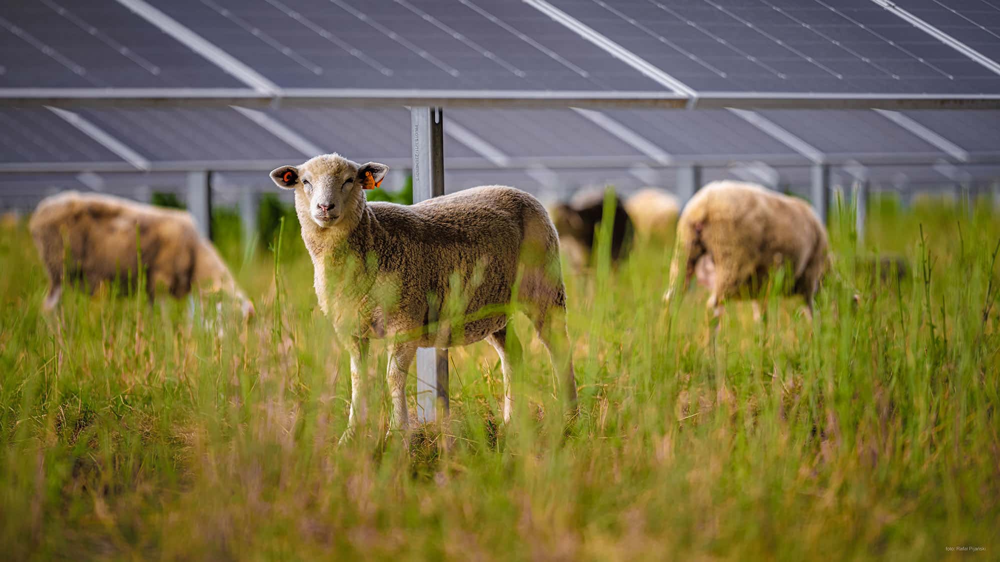 Gr-nfl-chenpflege-im-Solarpark-VW-stellt-Schafe-als-G-rtner-ein
