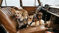 Tiere im Auto
