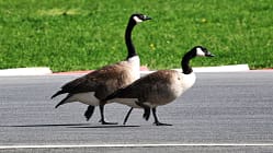 Gänse -Montreal - GP Kanada 2026