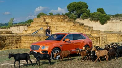 Bentley Bentayga gegen Ziege