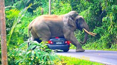 Elefant Toyota Corolla