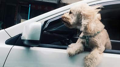 Hund im Auto
