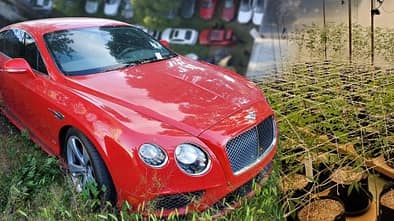 Gestohlene Luxusautos an Hanf-Plantage USA