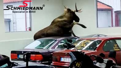 Elch in BMW-Werkstatt