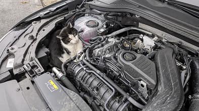 Katze im Motorraum
