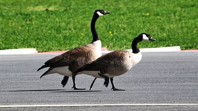 Gänse -Montreal - GP Kanada 2026