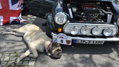 Mini mit Hund