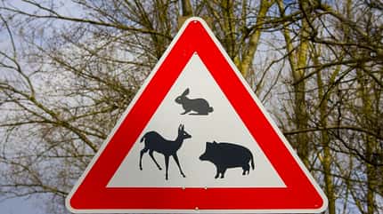 herbstgefahren, wildwechsel, wildunfall, bauernglatteis, ackerschmutz, wohnmobil, promobil Im Herbst steigt für die Auto- und Motorradfahrer wieder die Gefahr durch Wildunfälle und Ackerschmutz auf den Straßen