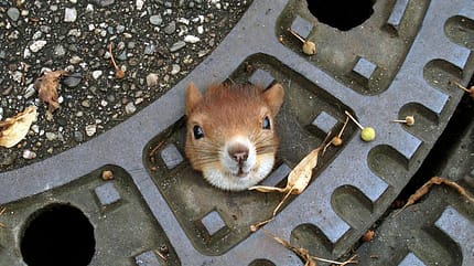 Eichhörnchen Gullydeckel Eichhörnchen Gullydeckel