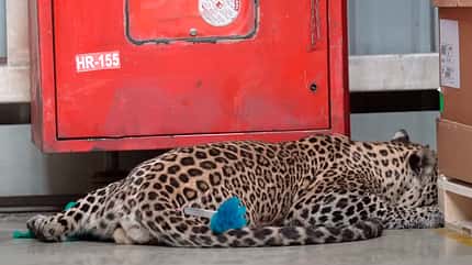 Leopard legt indisches Mercedes-Werk lahm