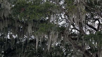 Spanisches Moos an einem Baum