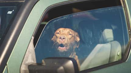 06/2026, Hund Hitze Auto Hund Hitze Auto