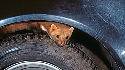Autocheck, ams0616, Tipps zum Selbermachen Autocheck, Tipps zum Selbermachen, Checkliste
