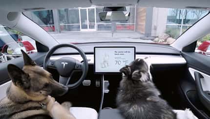 Tesla Dog Mode