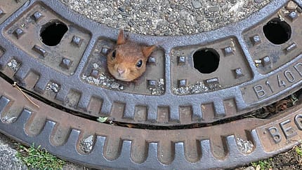 Eichhörnchen Gullydeckel