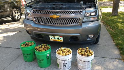 Eichhörnchen bunkert 75 Kilo Nüsse im Pick-up