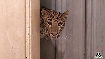 Leopard legt indisches Mercedes-Werk lahm