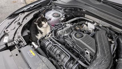 Katze im Motorraum