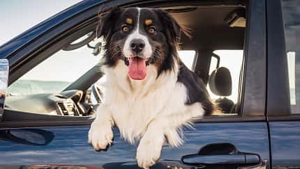 Hund schaut aus Auto Seitenfenster Fahrradtür