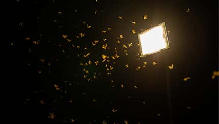 Lichtverschmutzung, Insektensterben, Straßenlaternen, Forschungsprojekt
