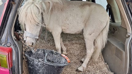 09/2025, Pony im Auto Pony im Auto