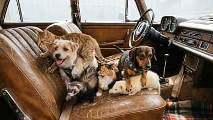 Tiere im Auto