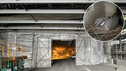 Birth-Tunnel A44 Ringeltaube
