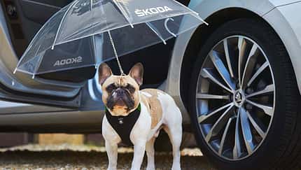 Skoda Superb Hund Regenschirm Aprilscherz