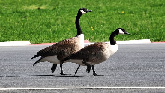Gänse -Montreal - GP Kanada 2026