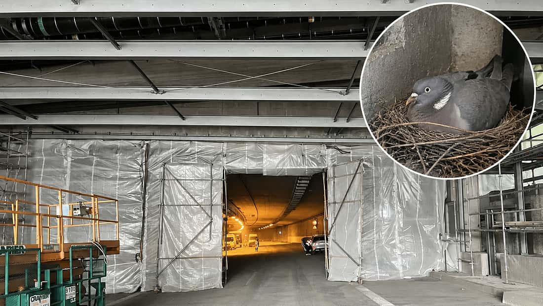 A44-Tunnel bleibt 16 Tage länger zu: Ringeltaube verhindert Tunneleröffnung