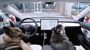 Tesla Dog Mode