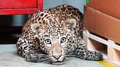 Leopard legt indisches Mercedes-Werk lahm