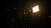 Lichtverschmutzung, Insektensterben, Straßenlaternen, Forschungsprojekt