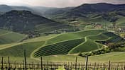 Landschaft, Schau ins Land, Weinberge