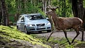 Wildwechsel, Wald