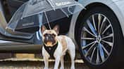 Skoda Superb Hund Regenschirm Aprilscherz